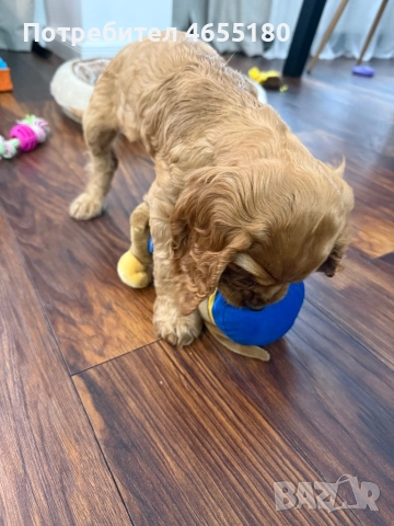 Кокер шпаньол , снимка 2 - Кокер шпаньол - 52464616