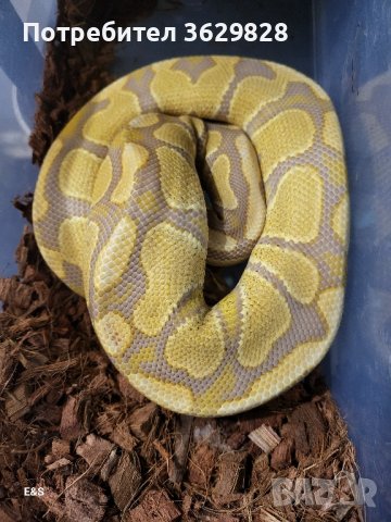 мъжки Caramel, снимка 1 - Змии - 42861891