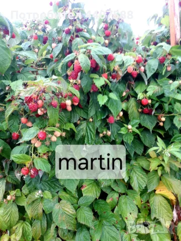 Разсад ягоди и малини , снимка 8 - Разсади - 49497193