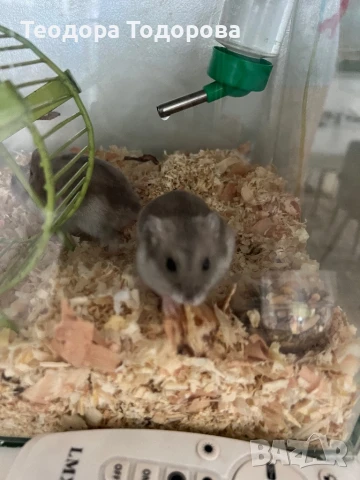 Подарявам мини Джунгарски хамстери