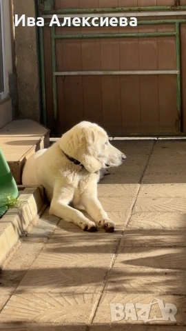 Търси си дом!