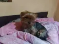 йоркширски териер, снимка 3