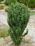 Дрян Компреса (Cornus sanguinea Compressa), снимка 1 - Градински цветя и растения - 42215028