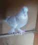 Гълъби  мардини, снимка 5