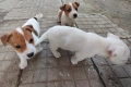 Джак Ръсел Териер , снимка 6