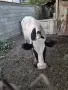 Теле.               ., снимка 2