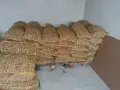 Гаци за орехи (чували за орехи), снимка 2