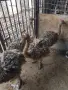 Африкански щрауси (Чифт), снимка 2