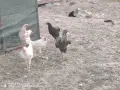патки гъски петли кокошки, снимка 6