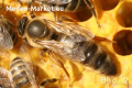 Пчелни майки сезон 2024 - лицензиран производител , снимка 1 - Стоки за пчели - 44746683