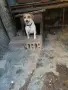 Джак ръсел женско, снимка 1