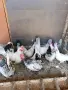 Декоративни кокошки ШАБО, снимка 7