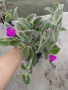 Tradescantia sillamontana, снимка 1