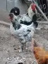 Домашни петли Средец, снимка 11