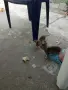 Подарявам малки котенца, снимка 2