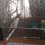 Чифт пойни папагалчета., снимка 2