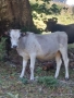 крави юници телета, снимка 2