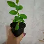 Еуфорбия/Христов венец Цвете, снимка 7