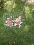 продавам гълъби Димкежи , снимка 3