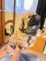 Пекинез на 2 месеца, снимка 11