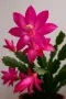 Коледниче, шлумбергера, с розови цветове , снимка 1