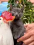 Британско коте., снимка 2