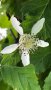Малина Сорт Туламен - Rubus Tulameen, снимка 3