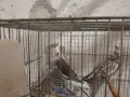 Продавам млади вълнисти папагали  и две млади корели, снимка 8