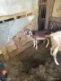 Продавам кози с много Англо-нубийска кръв , снимка 4