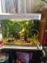 Аквариум , снимка 7