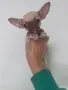 Чихуахуа мини мъжско, снимка 2