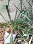Вкоренени растения студоустойчива Юка на 1-3 год., снимка 8