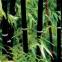 100 бр. висококачествени семена от черен бамбук - Phyllostachys nigra - Hardy Rare Privacy редки бам, снимка 10