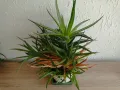 Сукуленти Алое, снимка 7