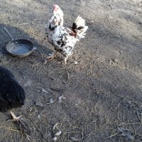 продавам кокошки,пуйки,патици, снимка 10 - Кокошки и пуйки - 44194982