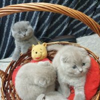 Шотландски клепоухи котета, снимка 1 - Британска късокосместа - 23991729