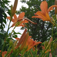 Хемерокалис , снимка 4 - Градински цветя и растения - 44764555