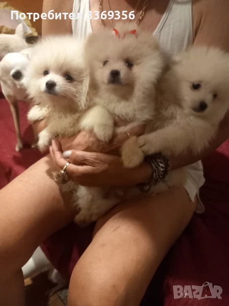 продавам малки мини померан , снимка 1