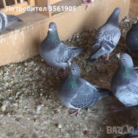 Продавам породисти гълъби 5 лева за брой, снимка 1
