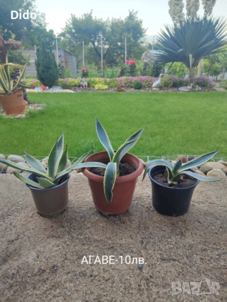 Агаве ,цветя, снимка 1