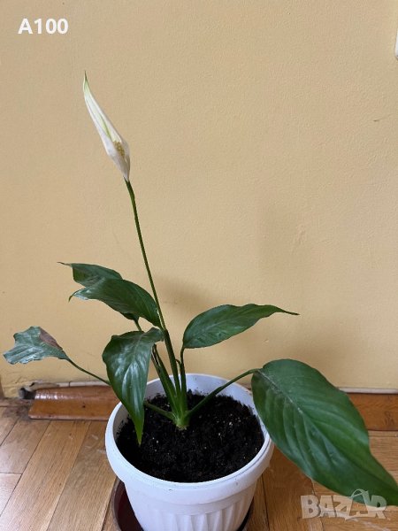 Спатифилум (Женско щастие), снимка 1