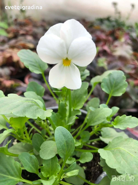 Мини теменужка бяла – Viola Mini White, снимка 1