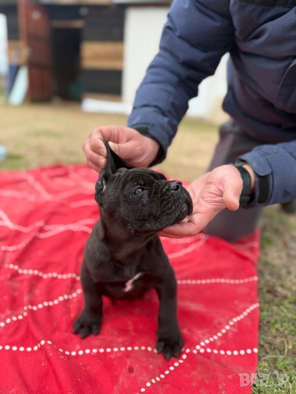Мъжко Кане корсо, снимка 1