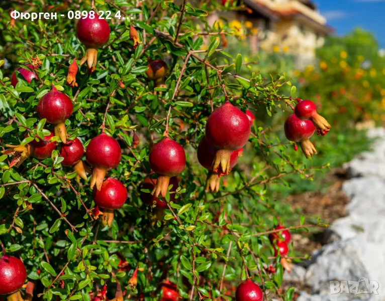 Мини НАР - Punica Granatum Nana, снимка 1