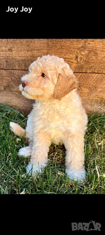 Lagotto , снимка 1
