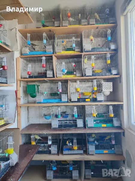 Певчески Канари, снимка 1