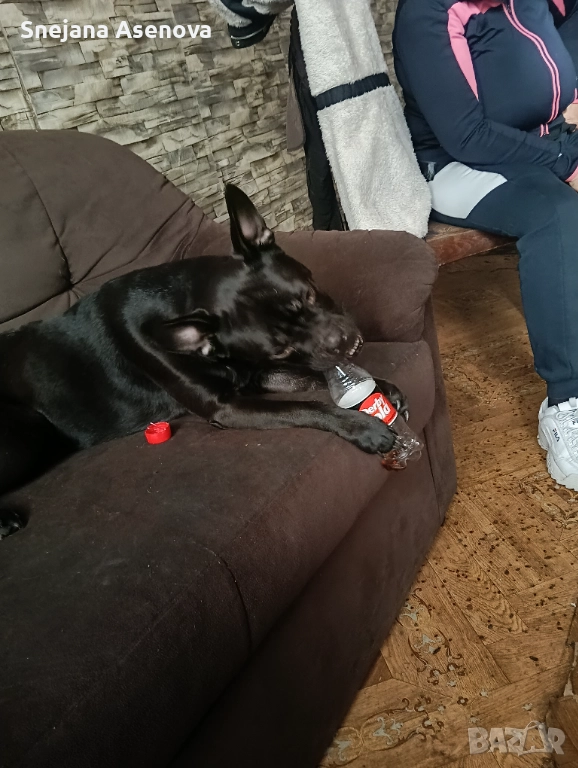 Френски булдок, снимка 1