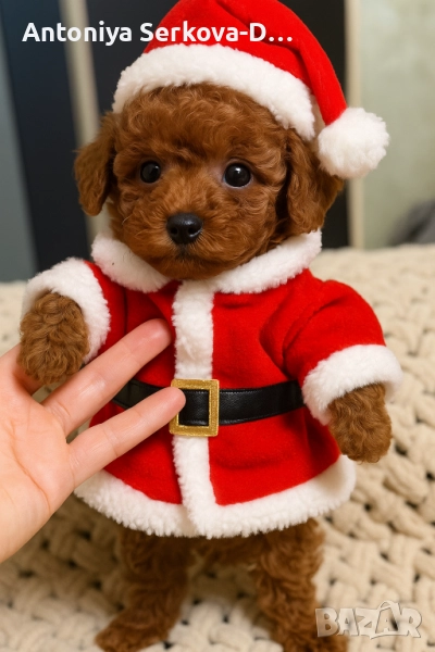 Poodle toy /Пудел Той, снимка 1