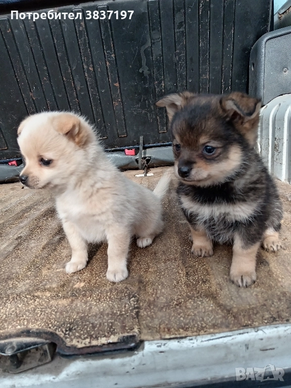 мъжки и женски кучета , снимка 1