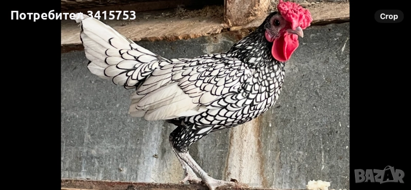 Декоративно петле, снимка 1